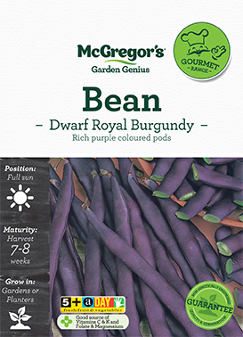 Bean Seed Dwarf Royal Burgundy