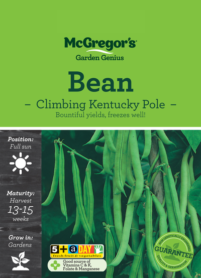 Bean Seed Climbing Kentucky Pole