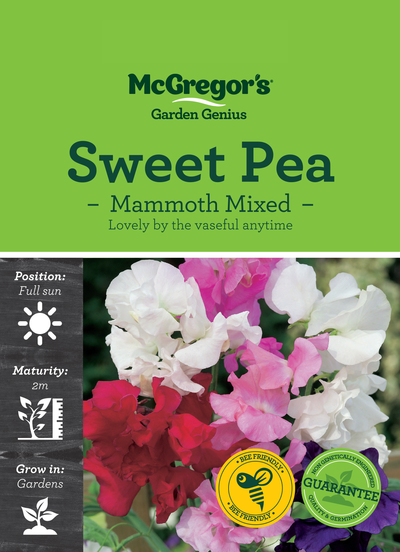 Sweet Pea Seed Mammoth Mixed