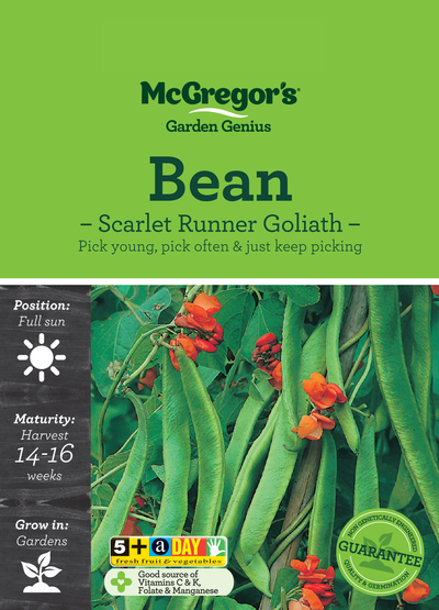 Bean Seed Scarlet Runner Goliath