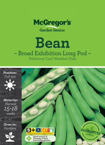 Bean Seed Broad Exhibition Long Pod