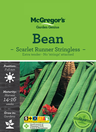Bean Seed Scarlet Runner Stringless