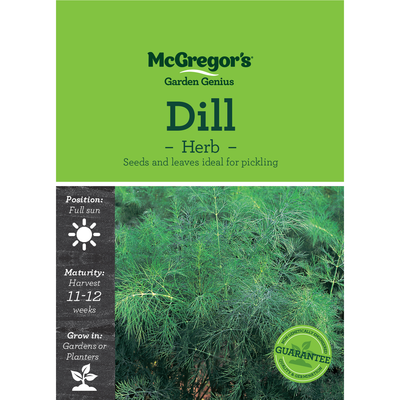 Dill Herb